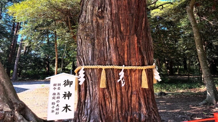 息栖神社の御神木