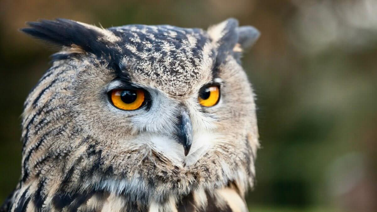 【豆知識】つくば市の鳥はフクロウ⁉︎選ばれた理由と他の自治体も紹介‼︎