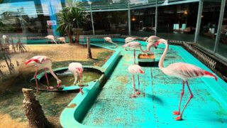 リピート3回目‼︎【メヒコつくばフラミンゴ館】子連れで楽しむ名物カニピラフ＆季節限定メニュー