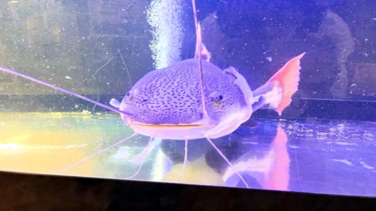 【体験レポ】かすみがうら市水族館と歩崎公園&かすみキッチン|子連れで丸1日楽しめるモデルプラン